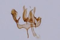 Nemapogon ruricolellus
