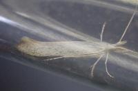 Coleophora anatipennella