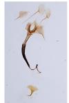 Coleophora anatipennella