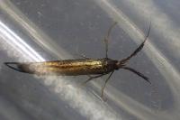 Coleophora paramayrella