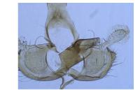 Coleophora paramayrella