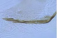 Coleophora paramayrella