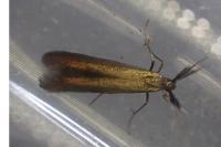Coleophora mayrella