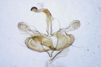 Coleophora mayrella