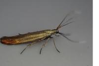 Coleophora alcyonipennella