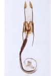 Coleophora alcyonipennella