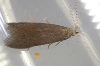 Coleophora coracipennella