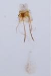 Coleophora coracipennella