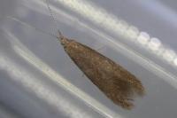 Coleophora serratella