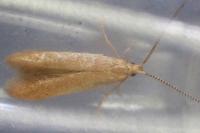 Coleophora flavipennella