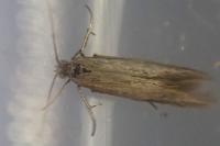 Coleophora laricella