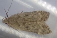 Anacampsis populella