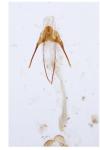 Anacampsis populella
