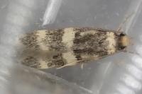 Oegoconia uralskella uralskella