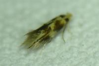 Bucculatrix thoracella