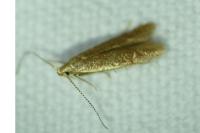 Coleophora flavipennella