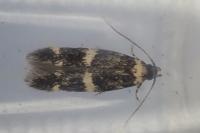 Apatema proteroclina