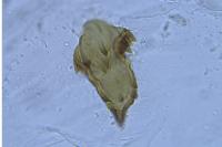Apatema proteroclina