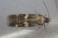 Apatema proteroclina