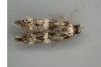 Apatema proteroclina
