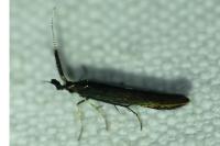 Coleophora mayrella