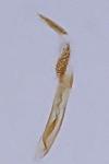 Apatema proteroclina
