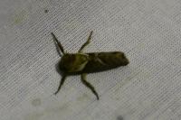 Triodia sylvina