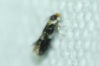 Ectoedemia subbimaculella