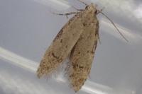 Teleiodes vulgella