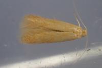 Tischeria dodonaea