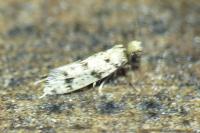 Eumasia parietariella