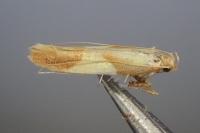 Caloptilia robustella