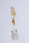 Caloptilia robustella