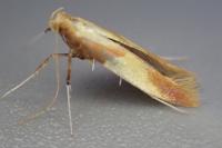 Caloptilia alchimiella