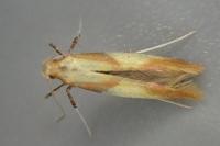 Caloptilia alchimiella