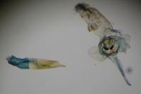 Haplochrois ochraceella