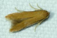 Haplochrois ochraceella