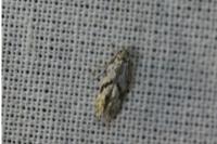 Stenolechia gemmella