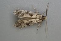 Nemapogon granellus