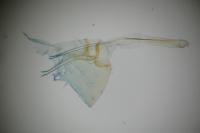 Infurcitinea albicomella