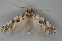 Nemapogon granellus