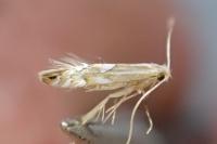 Phyllonorycter maestingella