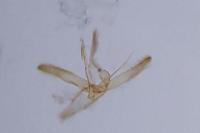 Phyllonorycter maestingella