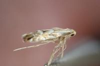 Phyllonorycter maestingella