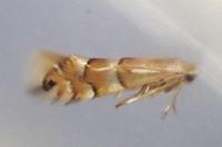 Phyllonorycter ulmifoliella