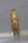 Phyllonorycter ulmifoliella