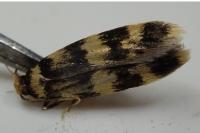 Oegoconia caradjai