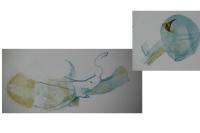 Oegoconia caradjai