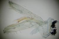 Parectopa ononidis
