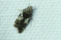 Teleiodes luculella